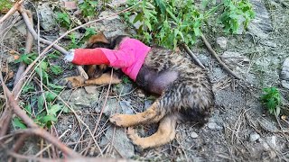 Abandoned during treatment 2monthold puppy cries loudly in the forest [upl. by Indihar115]