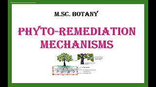 Phytoremediation Mechanisms [upl. by Charie668]