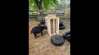 DIY Hay feeder for goats [upl. by Emee]