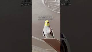 Zoro The King Of Land👑 birds cockatiel parrot cutebirds cutepets cockatiels cockatielsound [upl. by Wallford254]