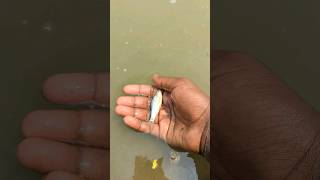 I helped 1 fish go home 🏠 Amazing deshiputi Fish 💯 shorts fish animals [upl. by Auqenahs]