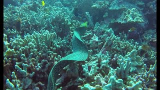 quotBest Diving in Kona Whitemouth Moray Undulated Moray Grouper” [upl. by Isnam205]