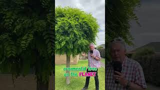 Heres 3 FACTS about the Robinia Mop Top [upl. by Esinaj]