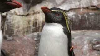 Penguins Rock at Edinburgh Zoo  The Birds Are Back [upl. by Fredela]