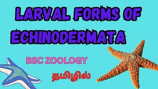 1st BSC ZOOLOGY LARVAL FORM OF ECHINODERMATA IN TAMILLARVAL FORM OF ECHINODERMATA IN TAMIL bsczoo [upl. by Nesral]