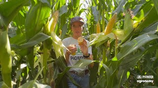 How To Start Staging Corn Silage [upl. by Schechter113]