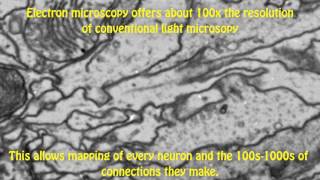 Mapping a fly brain why and how [upl. by Marolda]