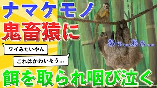 【2ch生物スレ】ナマケモノさん、猿に餌を強引に奪われ咽び泣く [upl. by Allekram]