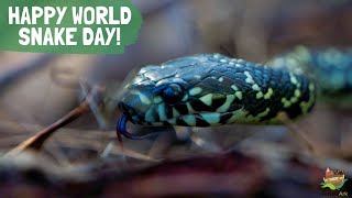 HAPPY WORLD SNAKE DAY [upl. by Alletse]