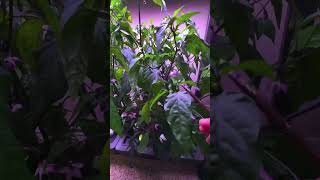 How to Pollinate Indoor Plants [upl. by Aral328]