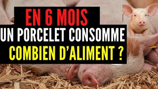 En 6 mois Quelle quantité dALIMENT un PORC consomme durant ces six mois INVESTIR 100 [upl. by Anelrats]