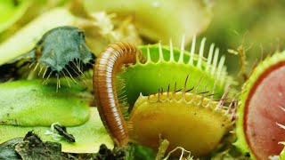 CARNIVOROUS PLANTS EATING BUGS amp INSECTS CAUGHT IN 4K [upl. by Akedijn]