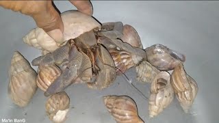 this is the biggest hermit crab [upl. by Edris]