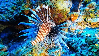 Lionfish Hunting and Cooking in Islamorada [upl. by Georgi]