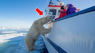 Polar Bear Tries To Get Attention From Fishing Ship – When Crew Notices They Lower A Rescue Vessel [upl. by Lorette]