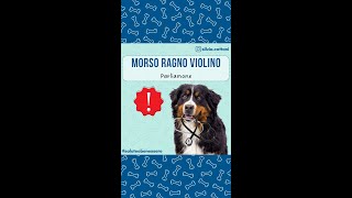 RAGNO VIOLINO [upl. by Justen108]