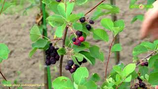 Medlieva lot Amelanchier alnifolia [upl. by Aicnom]