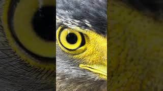 Hawk Eagle Owl Wildlife Animal EagleHawkOwl hawk vs snake Owl vs snake fight Eagle Vs Snake [upl. by Kaliope]