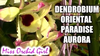 Dendrobium Oriental Paradise Aurora  my rare Dendrobium orchid [upl. by Audly808]