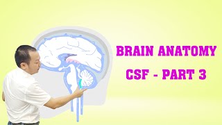 Brain Anatomy  CSF  Part 3 brainanatomy [upl. by Ueihttam899]