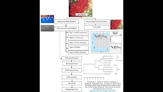 Discovering Red Algae Species in Ternate Island [upl. by Fancie]