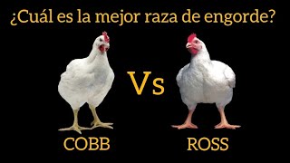 Cuál es la mejor raza de pollos de engorde Cobb o Ross Características ventajas y desventajas [upl. by Alves]