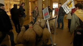 Protest gegen EUAgrarreform Schafe im Louvre [upl. by Hairacaz]