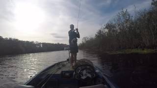 Bass Fishing central Florida Lake Woodruff in November [upl. by Mcnair200]