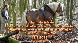 Holzrücker Udo Berners Mitarbeiter lässt Otto den gekörten Hengst einen 10 Meter Baums ziehen [upl. by Malynda]