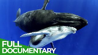 Whale Warriors Saving Humpbacks  One Louse at a Time  Free Documentary Nature [upl. by Symer153]