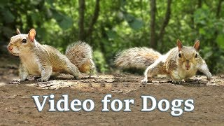 TV for Dogs  Videos for Dogs to Watch  Squirrels [upl. by Chaney674]