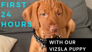 First 24 hours with our vizsla puppy [upl. by Ymerrej]