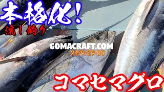 【コマセマグロ本格化】流し釣りが本格化しはじめました [upl. by Arikahc]