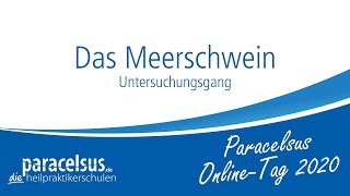 Das Meerschwein  Untersuchungsgang • Paracelsus OnlineTag 2020  Tierheilkunde [upl. by Shuma371]