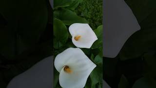 בת קלה חבשית Zantedeschia aethiopica [upl. by Royden506]