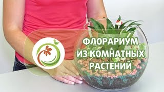 Как сделать quotФлорариумquot из комнатных растений Мастер класс практической флористики [upl. by Barrow567]