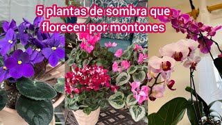 5 Plantas de sombra que te darán flores por montones [upl. by Wentworth]