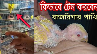 How to tame a bajriga bird in the first stage  বাজরিগার পাখি কিভাবে টেম করবেন প্রথম অবস্থায় [upl. by Betteanne]