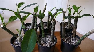 Frangipani Cuttings [upl. by Shulem121]