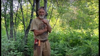 Growing Understory Plants with Michael Pilarski quotSkeeterquot [upl. by Inatirb]