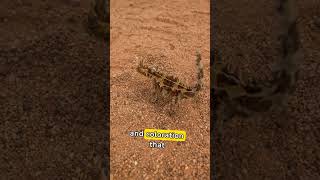 Unveiling the Mysteries of Thorny Devils 5 Fascinating Facts Revealed [upl. by Aelrac]