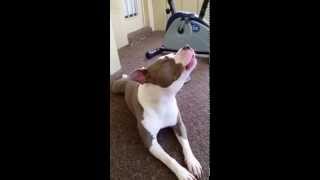 Pitbull howling [upl. by Anaihsat]