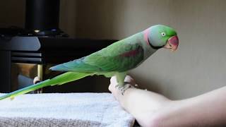 Alexandrine Parakeet  Step up Training [upl. by Bourque]