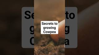 Secrets to growing Cowpea [upl. by Aviv]