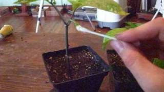 EZ how to pollinate indoor vegetables [upl. by Grose]