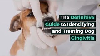 How to identify and treat dog gingivitis [upl. by Eissac264]