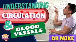 Understanding Circulation and Blood Vessels [upl. by Gambell]