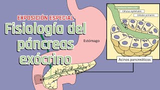 Fisiología del páncreas exocrino l EXPOSICIÓN ESPECIAL con invitado especial de la BUAP [upl. by Yaluz]