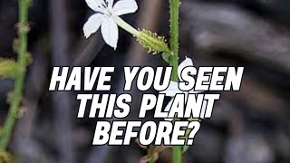 Plant identification program 27 trending viral shorts [upl. by Aitnis]