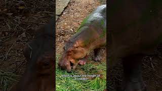 WHAT are Pygmy Hippos [upl. by Eenitsed546]